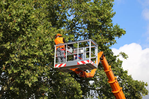 Best Tree Cabling and Bracing  in Mounds View, MN